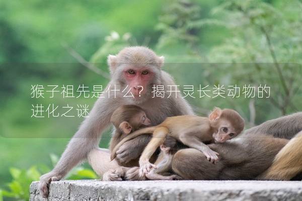 猴子祖先是什么？揭開靈長類動物的進化之謎